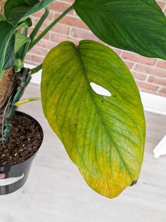 yellowing monstera leaf