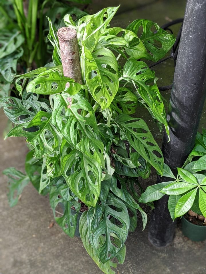 9 monstera types to add to your houseplant collection!