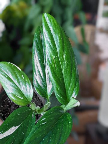 Monstera standleyana albo variegata—a gorgeous