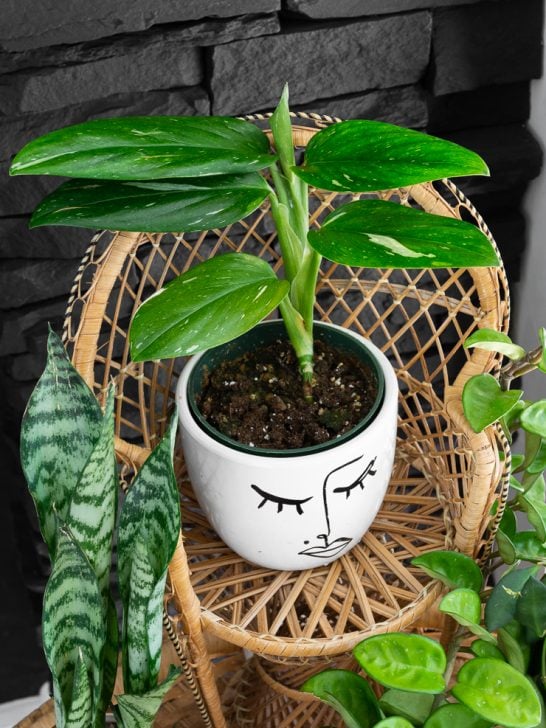 Monstera standleyana on a plant stand with other plants
