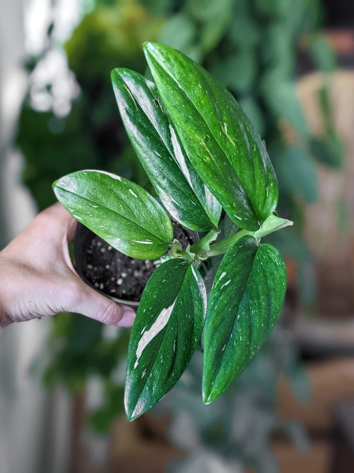 Monstera standleyana albo variegata—a gorgeous
