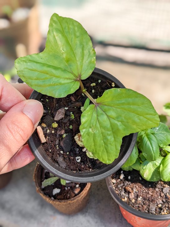 MoonflowerVineStarts2 By Brittany Goldwyn Live Creatively