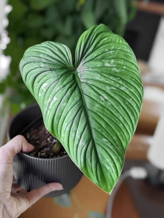 philodendron mamei leaf