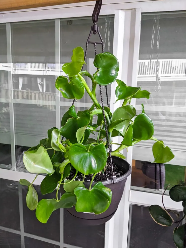Philodendron Grazielae