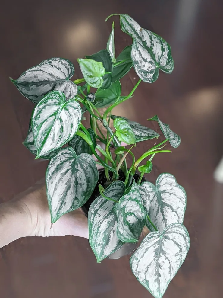 Philodendron Brandtianum