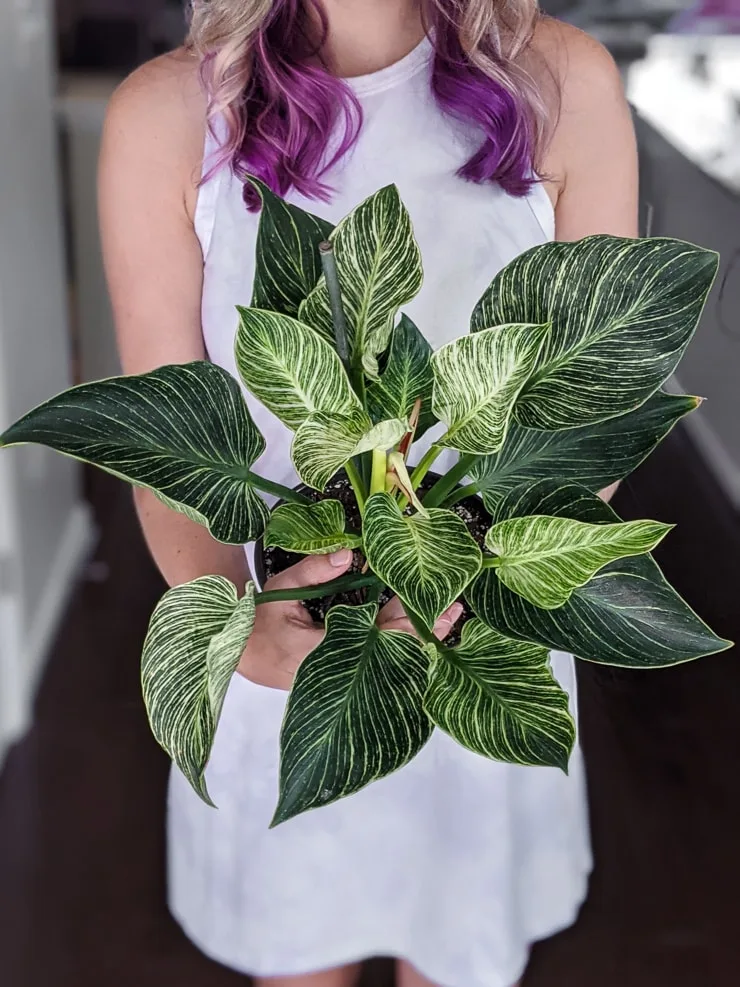 woman holding a philodendron birkin