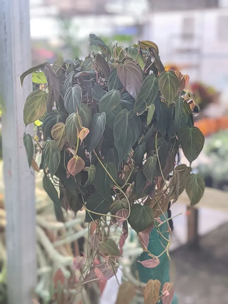 Philodendron Hederaceum "Micans"