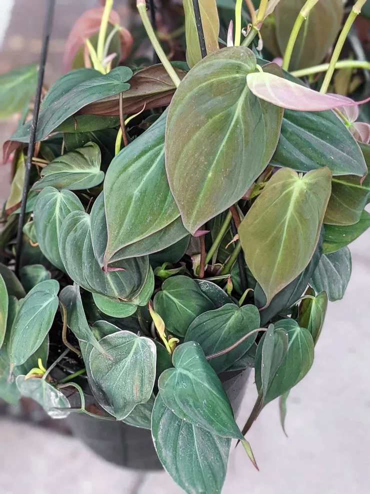 Philodendron Hederaceum "Micans"