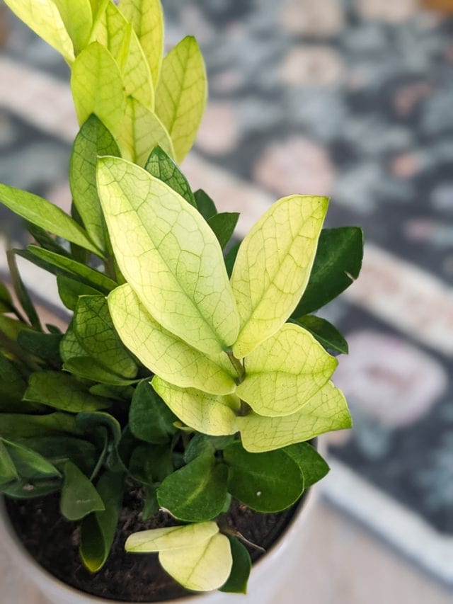 The colorchanging ZZ chameleon plant & how to care for it!