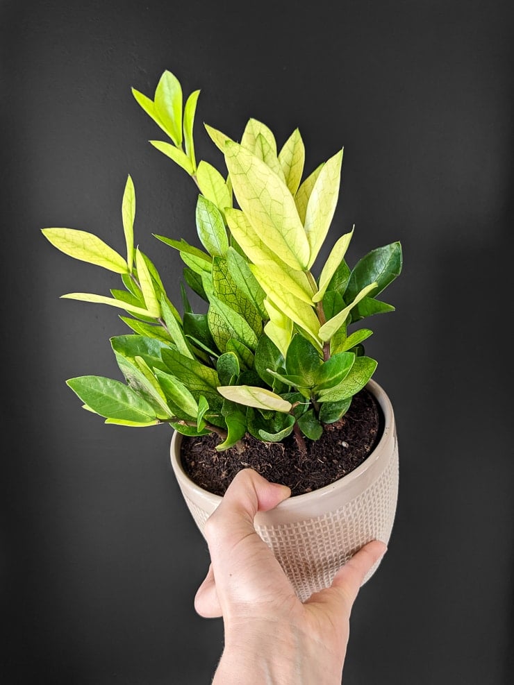 Chameleon-ZZ-Plant-Care-4 - By Brittany Goldwyn | Live Creatively