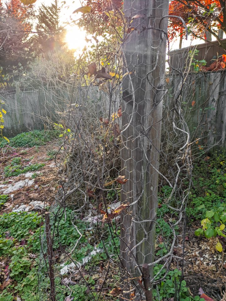 Here's how to collect clematis seeds to save for next year!