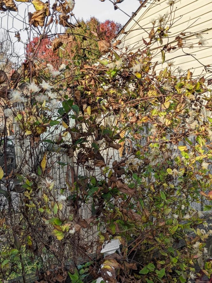 Here's how to collect clematis seeds to save for next year!