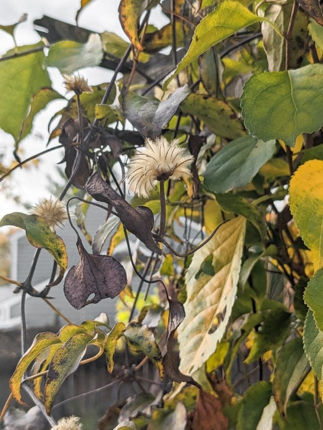 Here's how to collect clematis seeds to save for next year!