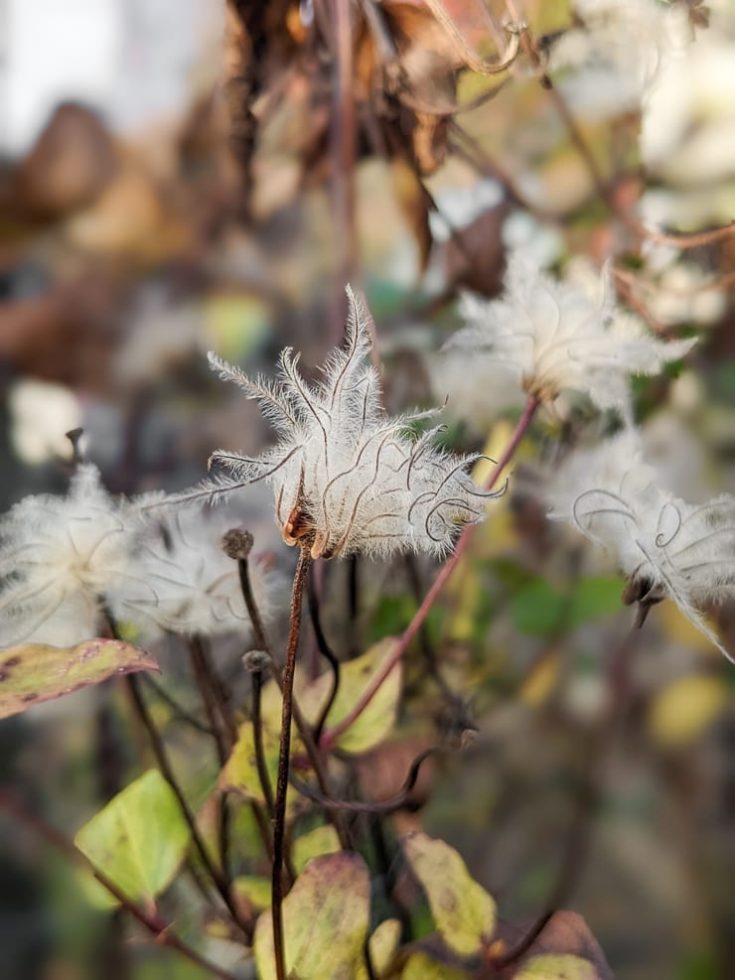 Here's how to collect clematis seeds to save for next year!