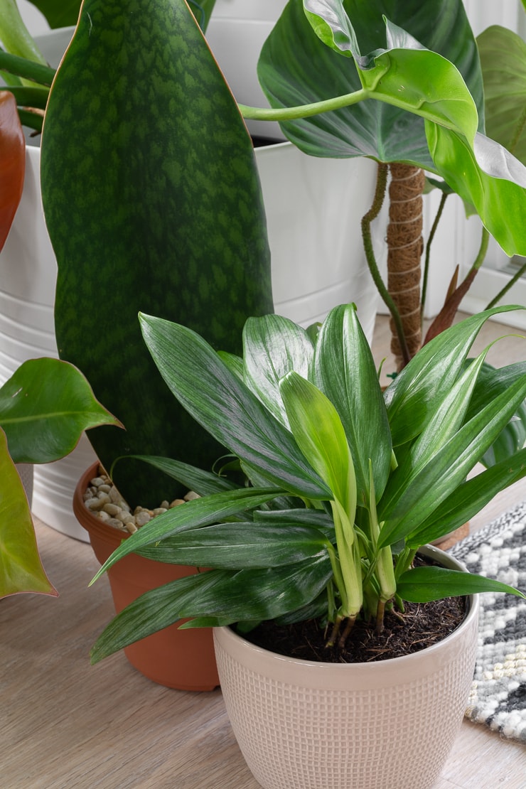 Epipremnum Amplissimum plant