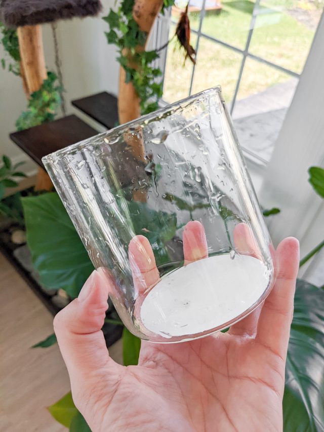 Learn how to grow paperwhites indoors in both water and soil!