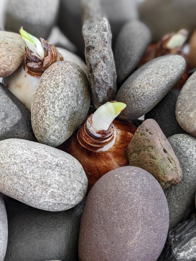 Learn how to grow paperwhites indoors in both water and soil!