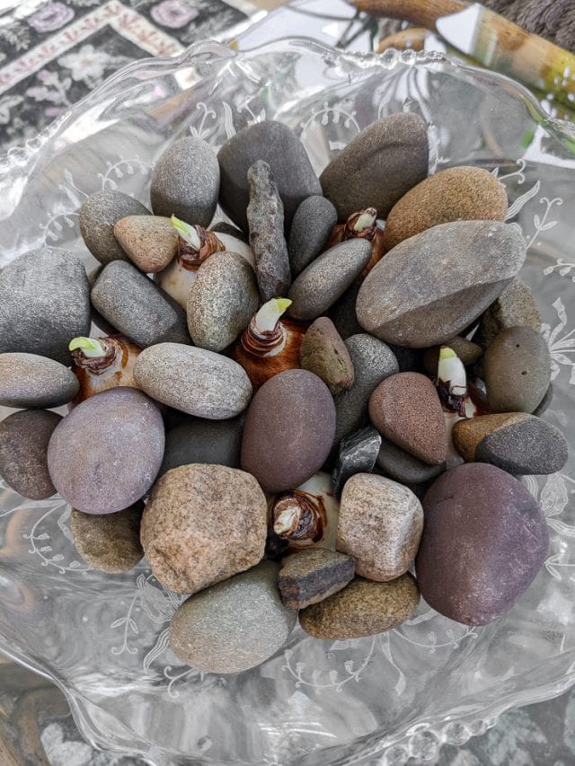 Learn how to grow paperwhites indoors in both water and soil!