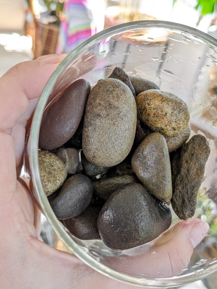 Learn how to grow paperwhites indoors in both water and soil!