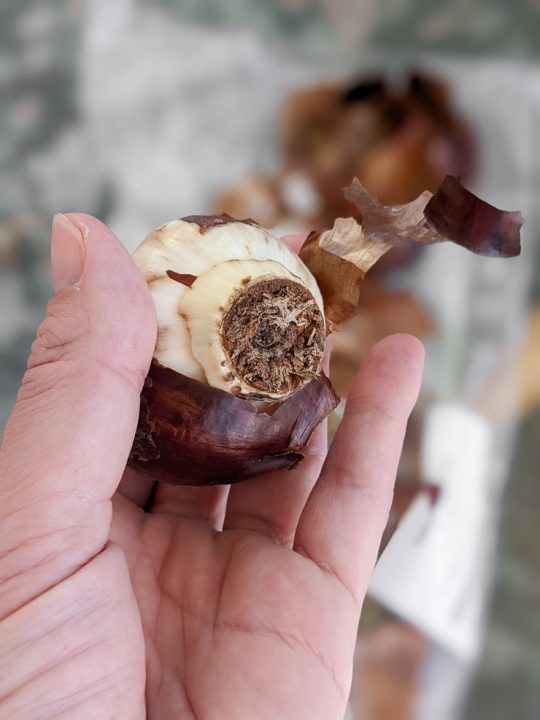 Learn how to grow paperwhites indoors in both water and soil!