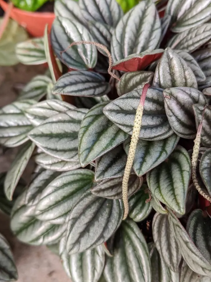 flowering peperomia rosso