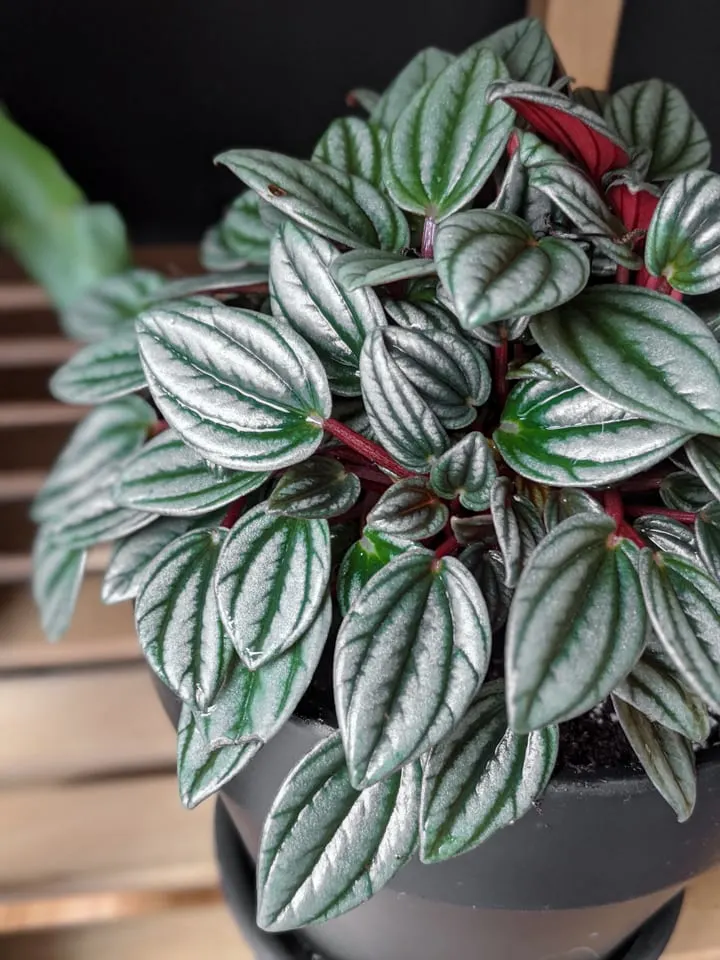 peperomia rosso plant