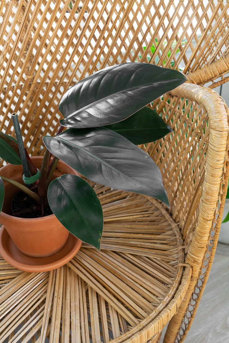 philodendron black cardinal