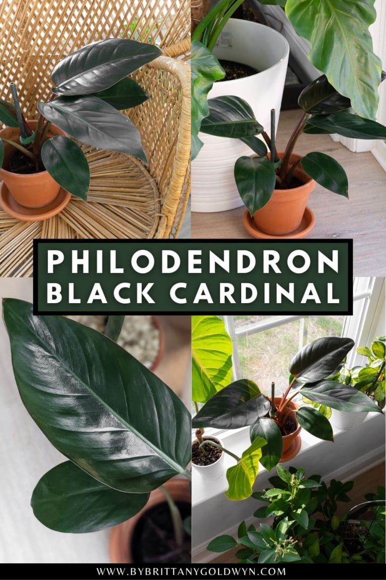 Philodendron Black Cardinal Care - By Brittany Goldwyn | Live Creatively