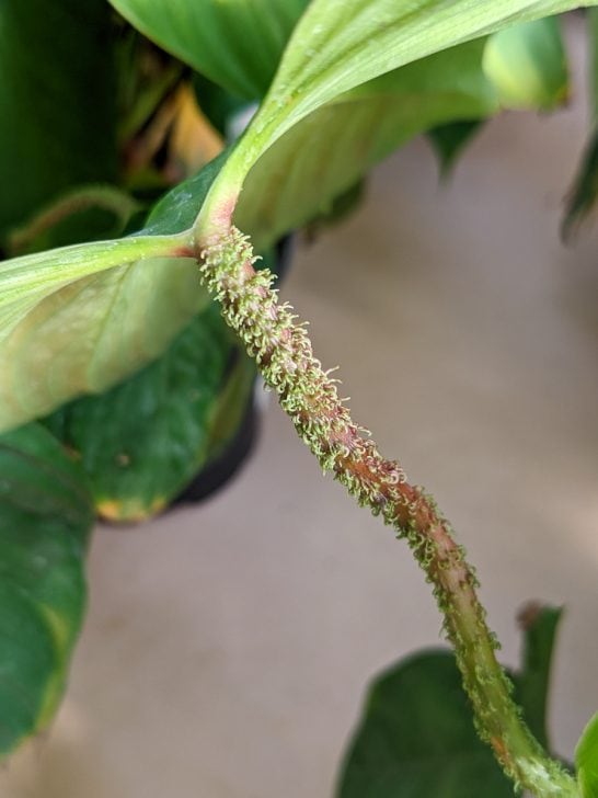 How do you take care of a Fuzzy Petiole Philodendron? I'll tell you!