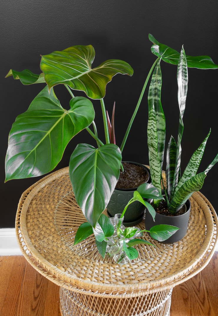 Image of Summer glory plant in a pot