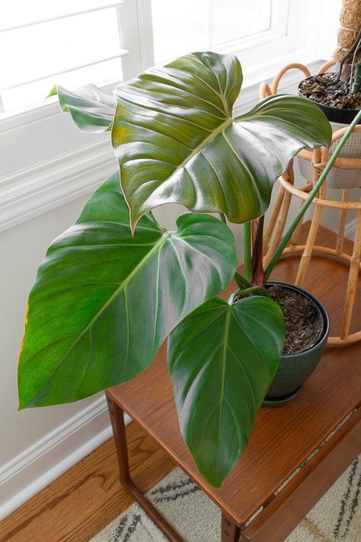 How to care for the gorgeous new Philodendron summer glory!