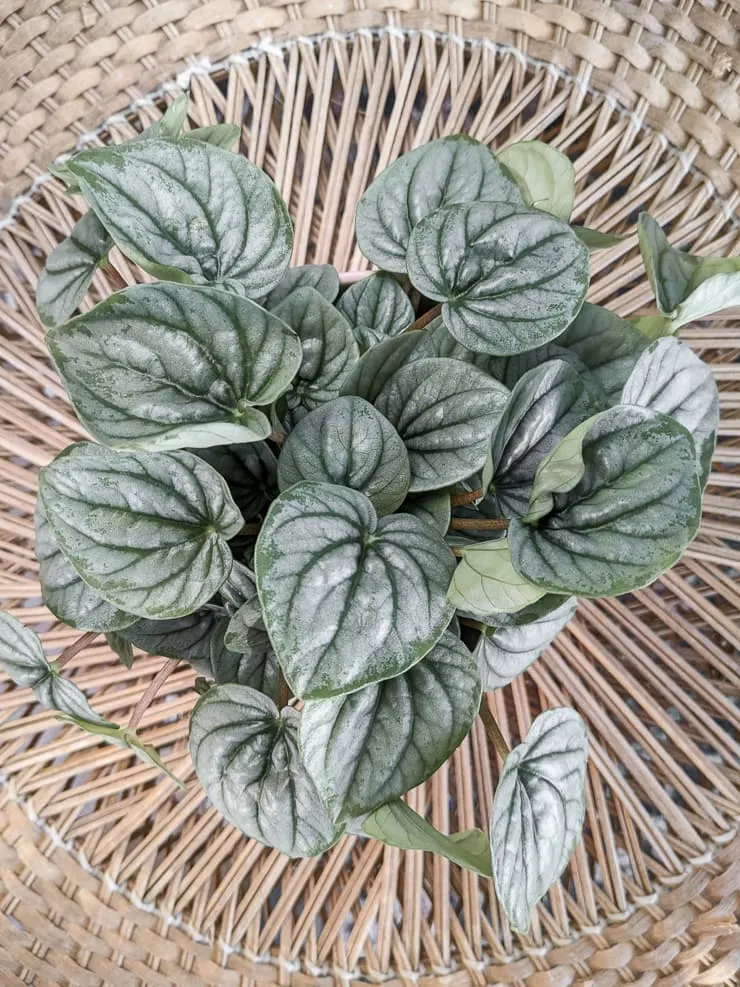 silver peperomia plant