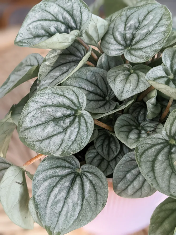silver peperomia leaves