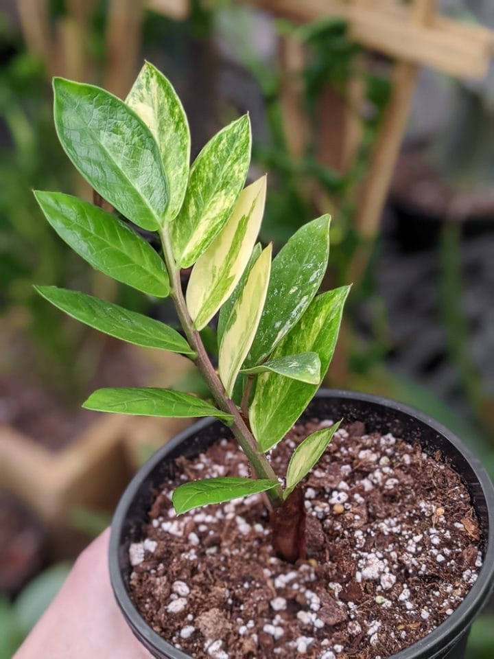 The colorchanging ZZ chameleon plant & how to care for it!