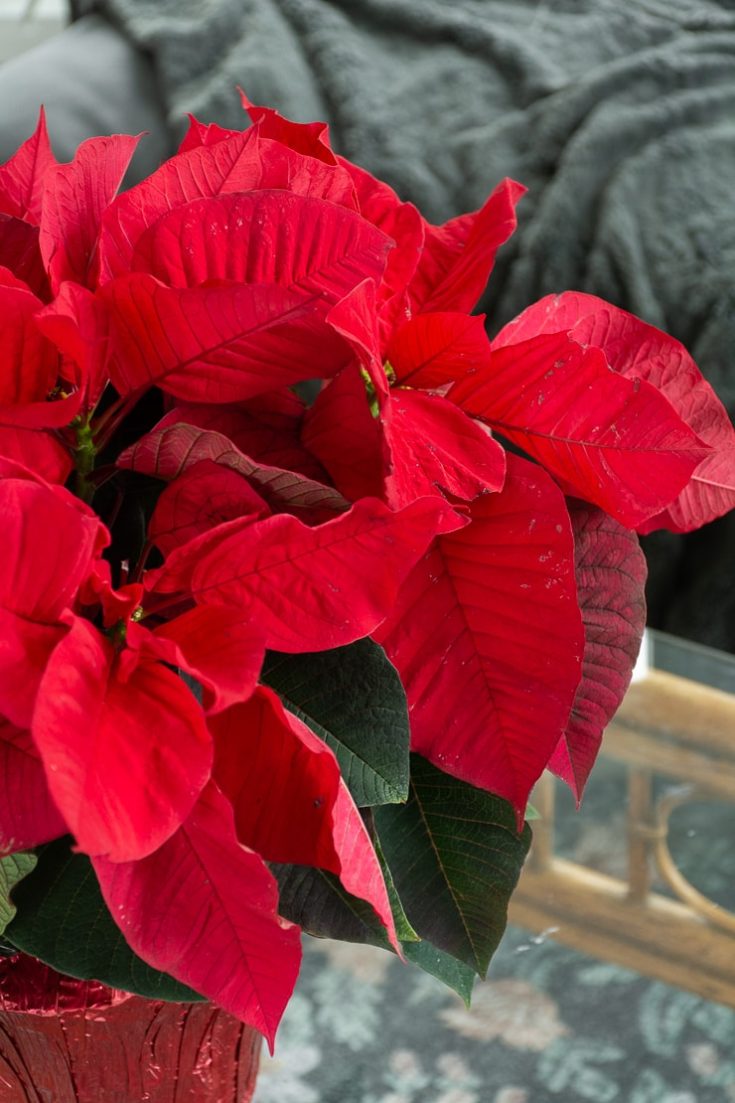 My poinsettia care guide tips for keeping your plants healthy