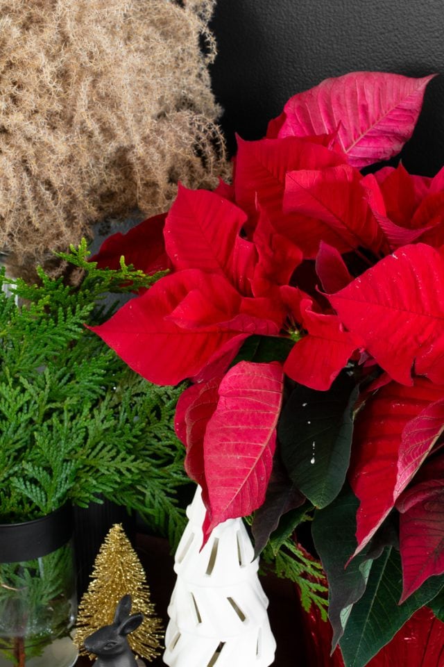 My poinsettia care guide & tips for keeping your plants healthy