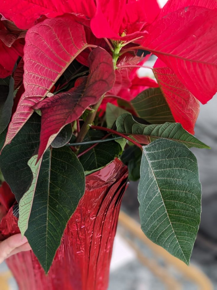 My poinsettia care guide & tips for keeping your plants healthy