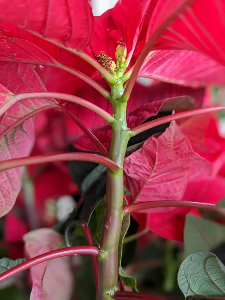 poinsettia stem