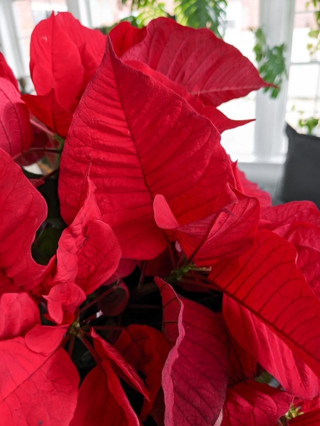 my-poinsettia-care-guide-tips-for-keeping-your-plants-healthy