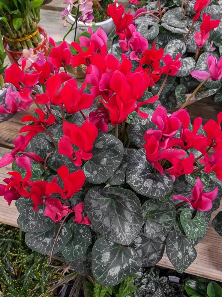 large red cyclamen in bloom
