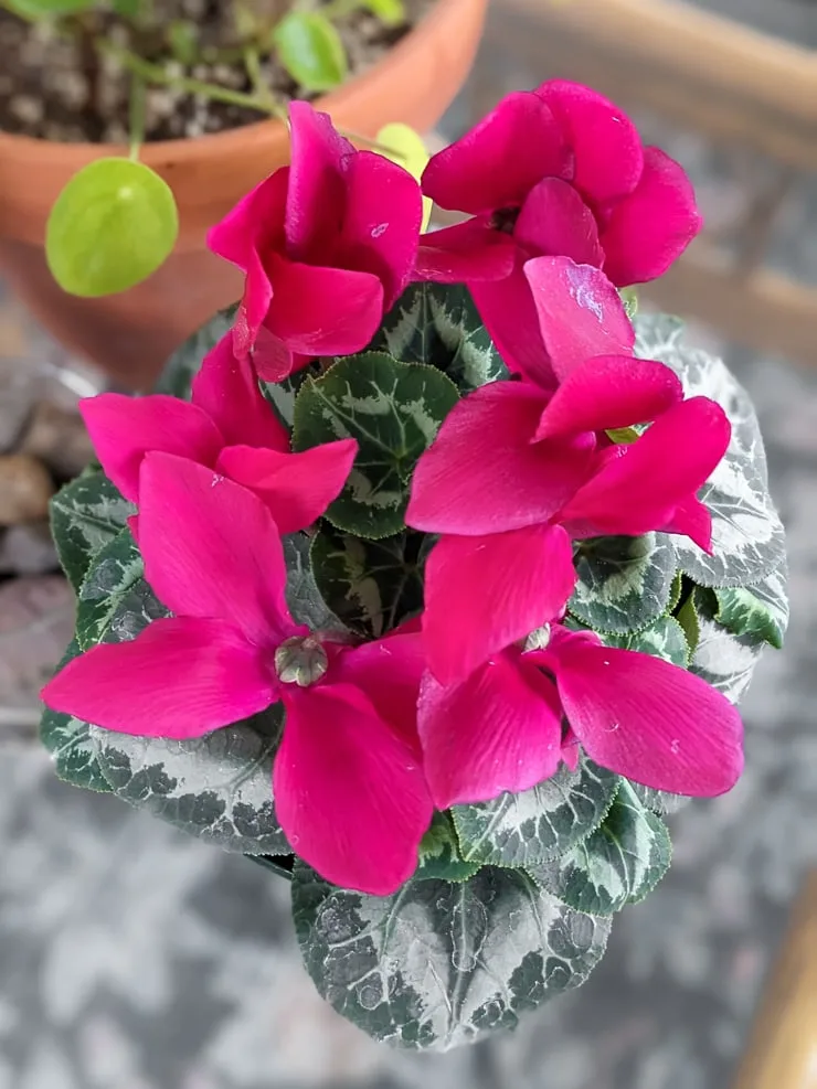pink cyclamen in bloom