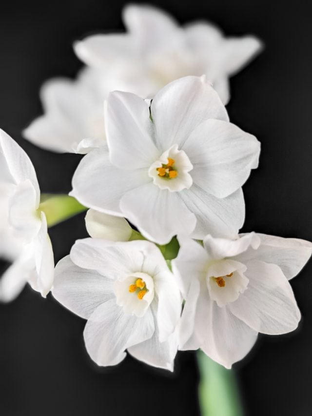 Learn how to grow paperwhites indoors in both water and soil!