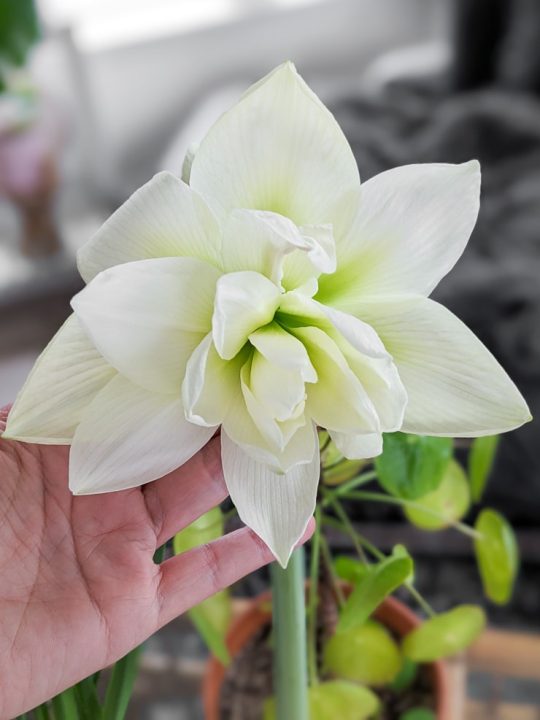 All about properly growing amaryllis bulbs indoors!