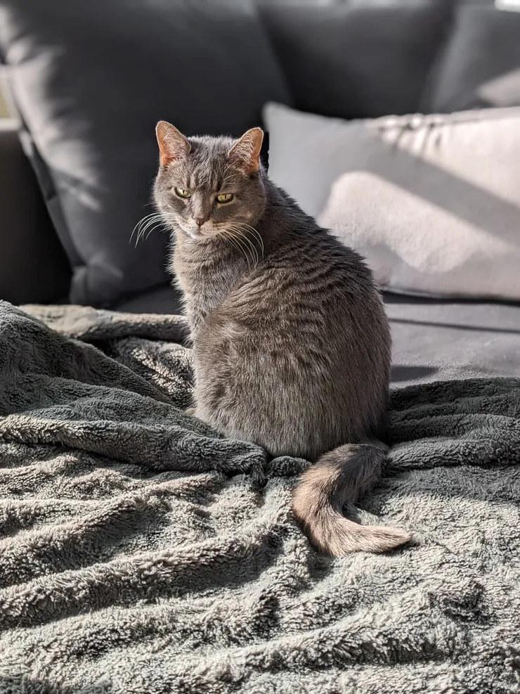 gray cat on a couch