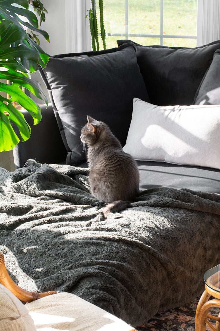 I bought my own Joybird sofa, and here's my honest review!