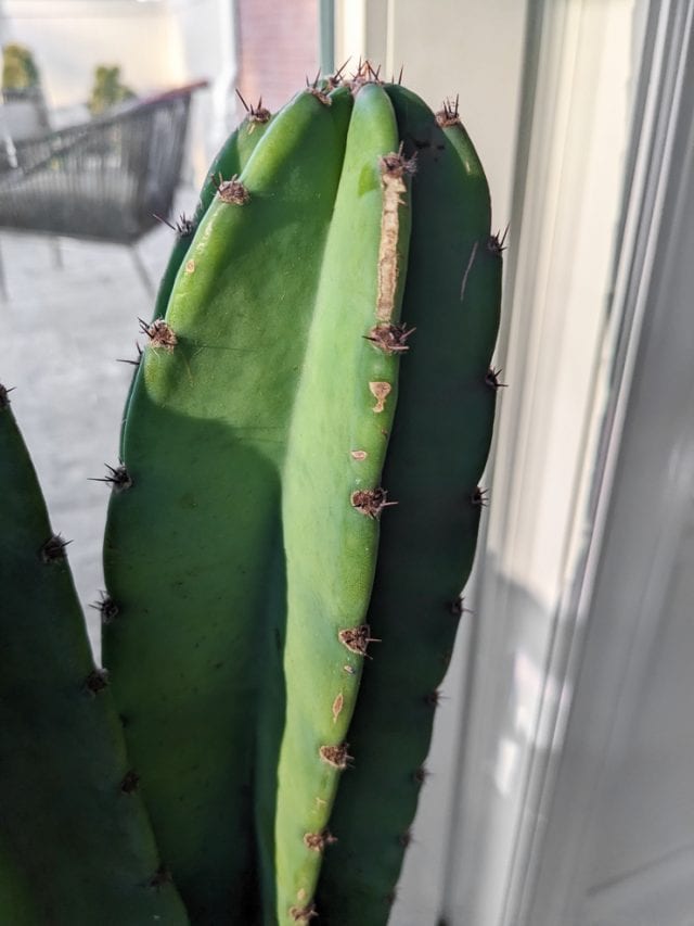 The musthave Peruvian Apple Cactus and how to care for it!