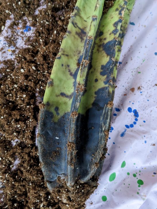 Unlocking The Secrets Of Peruvian Apple Cactus Hallucinations - ym51qcd