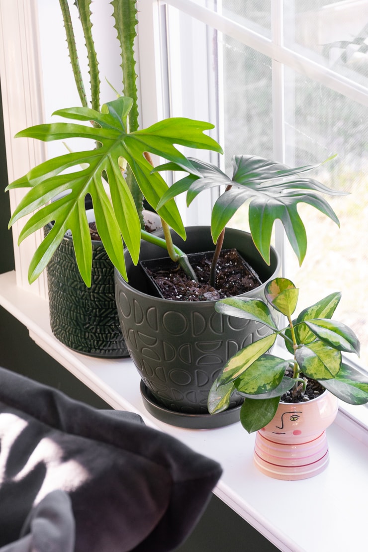 philodendron mayoi on a windowsill with other plants