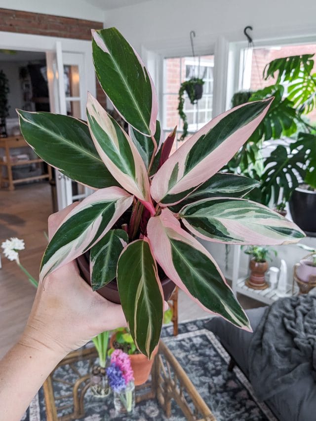 how-to-care-for-the-striking-pink-variegated-stromanthe-triostar