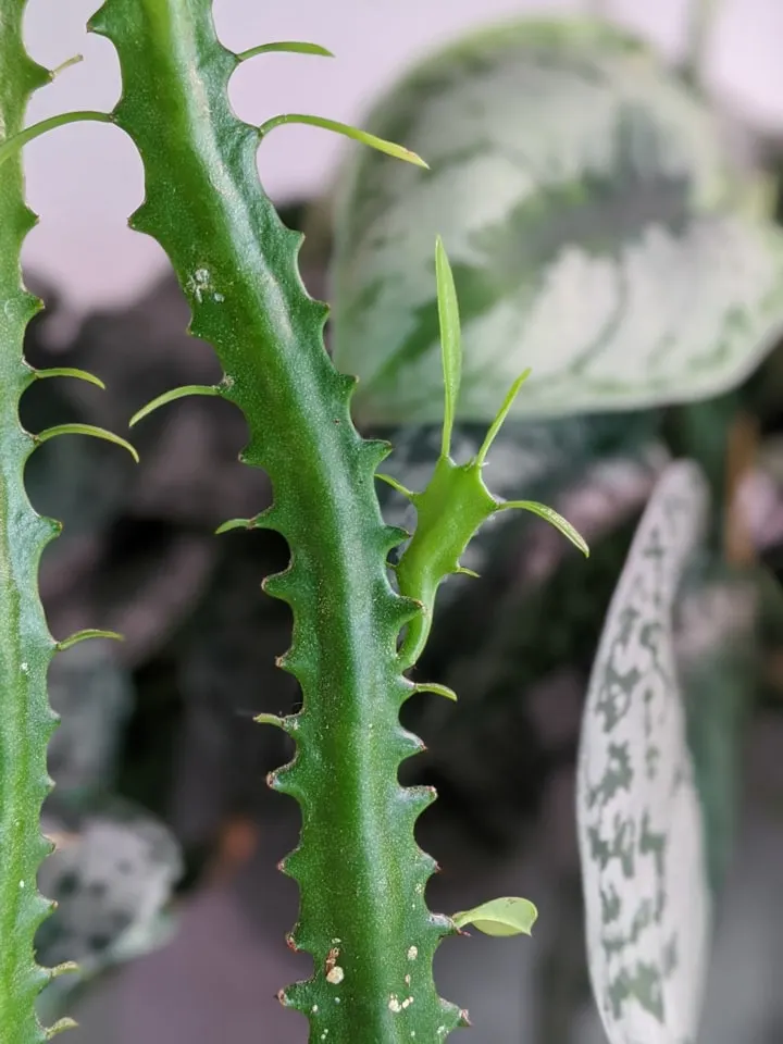 natural branching beginning to occur on an African milk tree
